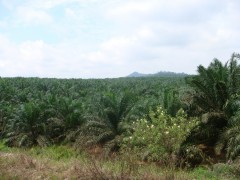 img_1314674621_897_lg